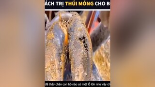 Cách trị chân bò bị hư  rewiewphim phimhay ChiaKhoaDonTet