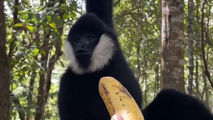 Kalau kamu punya keterampilan bersilat seperti ini, apa yang akan kamu lakukan?