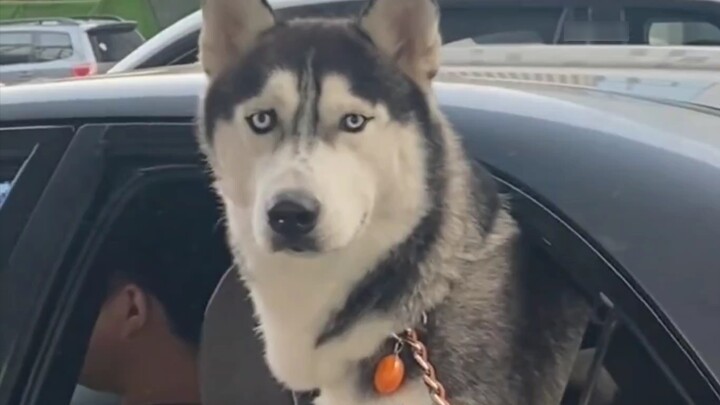 It turns out that cats and dogs also have shocked faces, so cute