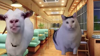 【Meme kucing】Tentang ayah Neptunusku