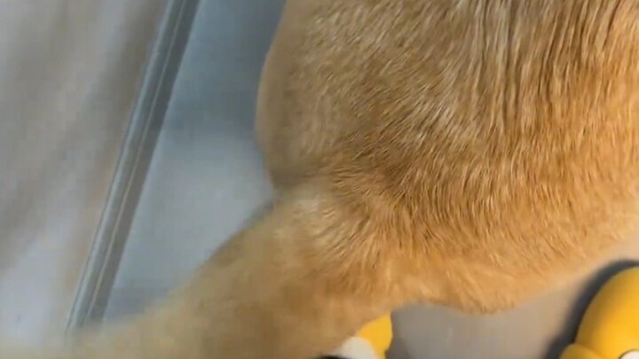 Ngoại trừ lúc ngủ, cái đuôi chưa bao giờ ngừng chuyển động.