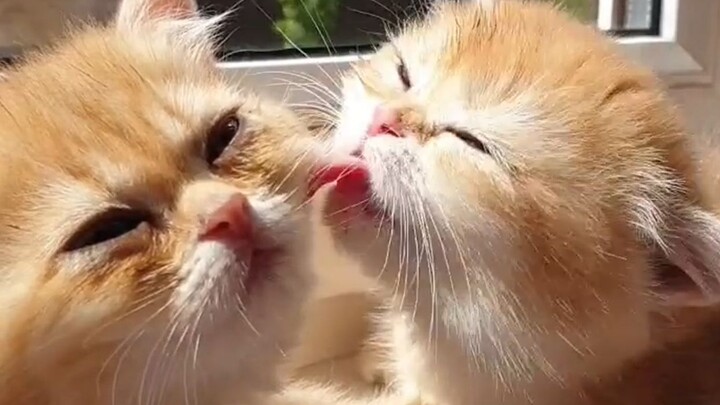 A little kitten can lick its buddy awake and even lull itself to sleep!