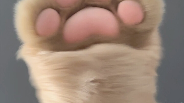[Infinite Fantasy] Custom Paw Prints