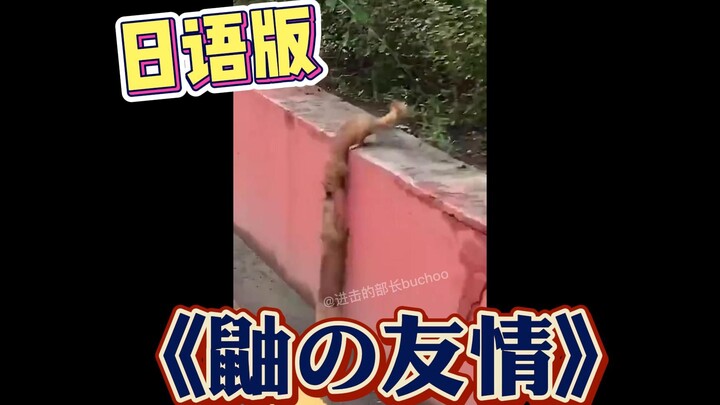鼬   的   友   谊