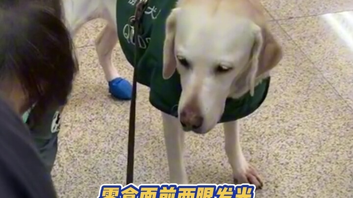 แม้ว่าเจ้าตูบจะได้รับการบรรจุแล้ว แต่ของอร่อยก็ยังกินอยู่ดี!