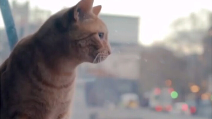 Chú mèo kiên trì đi xe buýt suốt 5 năm, đằng sau đó là một câu chuyện cảm động