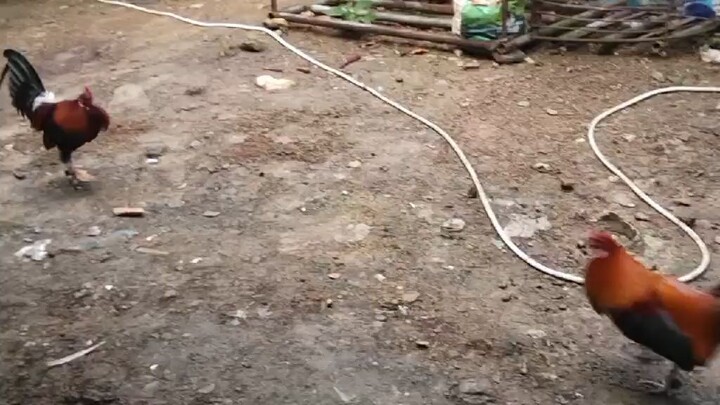 quick spar muna for exam