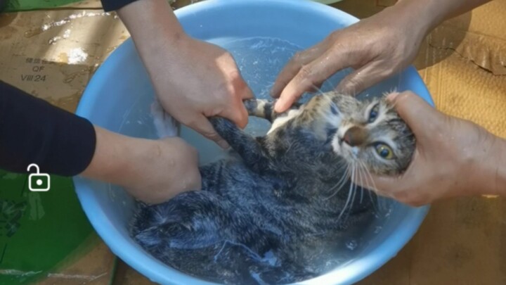 Mandi kucing yang menghebohkan