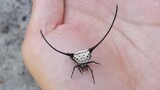 [Động vật]Sự xuất hiện của nhện Macracantha thật kỳ lạ