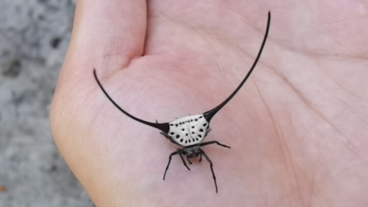 [Động vật]Sự xuất hiện của nhện Macracantha thật kỳ lạ