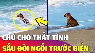 Thanh niên chó THẤT TÌNH, bỏ nhà RA BIỂN NGỒI khiến con Sen bất lực vì khuyên mãi KHÔNG VỀ 😥 Gâu Đần