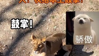 狮子把球从沟里捡起来，引来观众一阵喝彩，墩墩：这破班儿谁上谁臭脸🙄#北京动物园#狮子#霸总#不想上班
