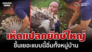 เกิดมาไม่เคยเห็น! เห็ดแปลกช่อยักษ์ใหญ่ ขึ้นเยอะแบบนี้อิ่มทั้งหมู่บ้าน | อมรินทร์อัปเดต