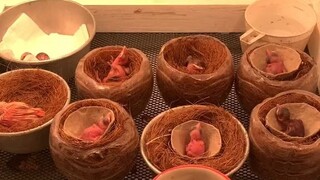 沉浸式体验：给一群嗷嗷待哺的鸟宝宝喂食