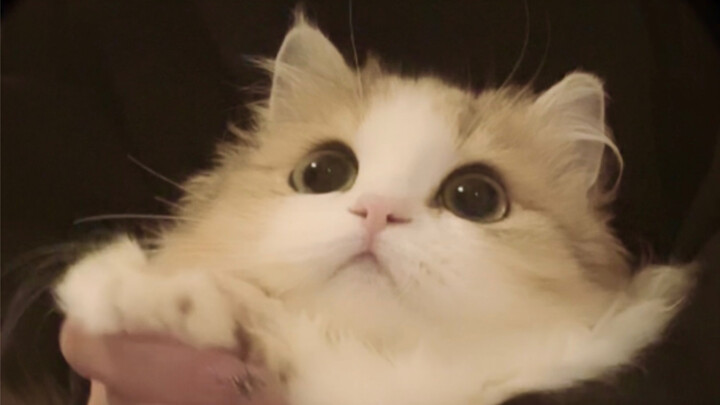 Đây là mèo con của tôi, nhìn này!