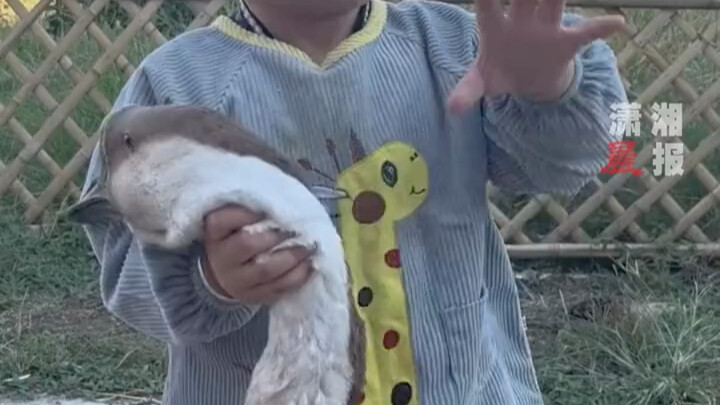 يعرف معنى الإنسانية! في شياوكان بمقاطعة هوبي، أوزة «زعيم القرية» تلعب بلطف ومحبة مع طفل لطيف!