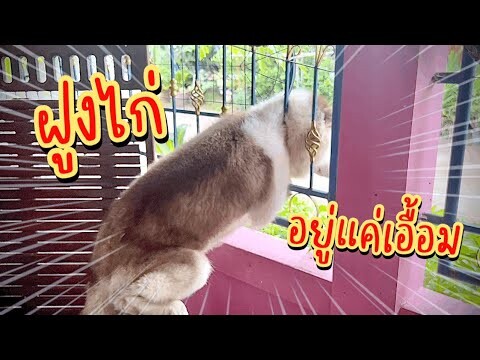 โอ้ยบักขี้ปึก! ฝูงไก่อยู่แค่เอื้อมน้องข้าวเหนียวจะอยู่เฉยได้ยังไง