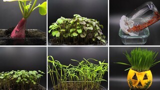 延时镜头下，各种植物的生长过程