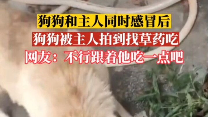 Chú chó bị chủ bắt gặp đang tìm thảo dược để ăn… # Thà làm Pháp Hải còn hơn làm Hứa Tiên.