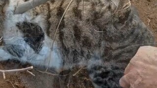 Pitiful no longer means pitiable. Every life deserves to be treated with kindness.