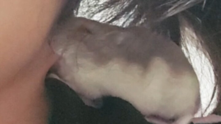 Chuột hamster được thả dạo | Tập 1: Nếm thử chút đồ của loài người