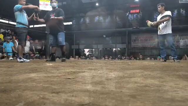 boston roundhead  wins vs talisay