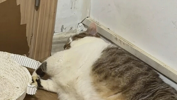 That’s great, your canned food saved you a meal.