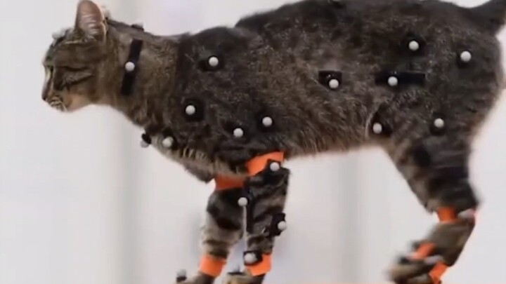 当国内游戏还在继续大转盘648时国外游戏已经给小喵咪装上动捕仪制作游戏。