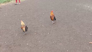 Spar 3 Kabyara vs PumpkinHatch na bulag