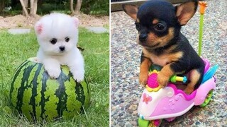 Baby Dogs 🔴 การรวบรวมวิดีโอสุนัขน่ารักและตลก 7 วิดีโอลูกสุนัขตลก 2020