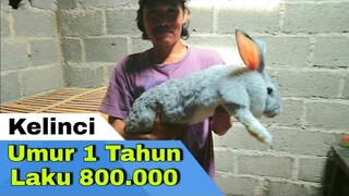 Kelinci Umur 1 Tahun Laku Rp 800 Ribu