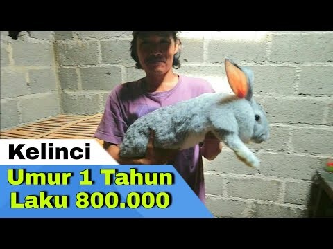Kelinci Umur 1 Tahun Laku Rp 800 Ribu
