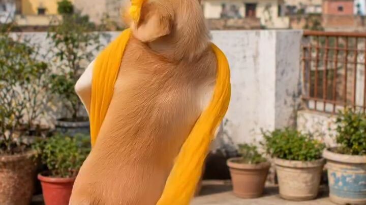 Funny Dog Dance