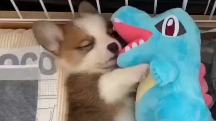 The world can’t do without Corgi babies.