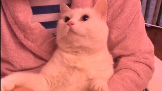 Big and Small Mi của Papi Jiang: Big Mi lau chân và thực hiện màn thay đổi khuôn mặt theo chuẩn sách