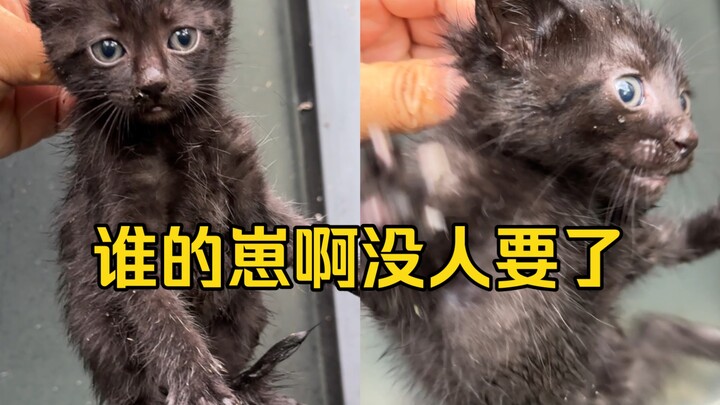 Nhặt được chú mèo đen thứ 8, người ướt sũng nếu không cứu thì sẽ chết, tiếng kêu thương quá…