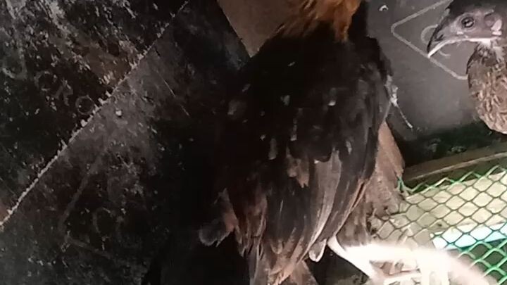 sweater hatch stag and sbr X tornado hatch pullet