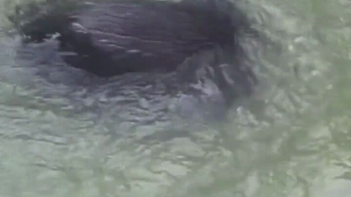 一位奶奶偶然救助了，一只受伤的小水獭，不料差点被它赖在家里