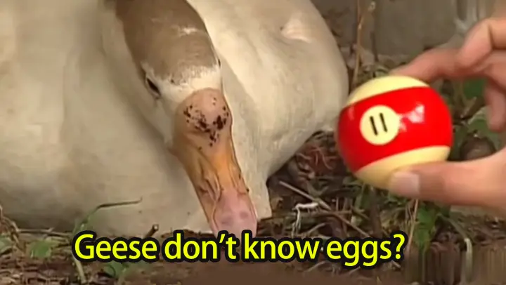Do Geese Know Their Own Eggs?