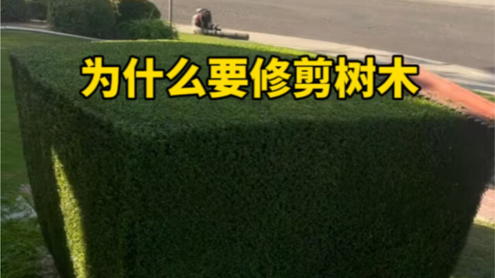 Tại sao lại phải cắt tỉa cây xanh trong cảnh quan sân vườn khi chúng vẫn đang phát triển tốt?