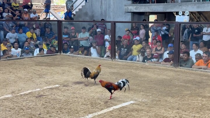 2 cock First Entry TEAM AB - WL