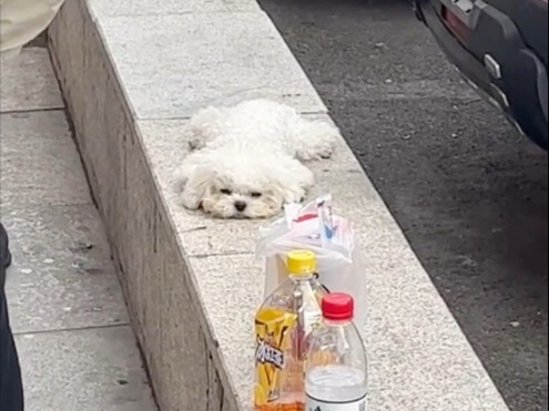 ลูกหมาน้อยที่นอนคว่ำอยู่บนพื้นน่ารักสุดๆไปเลย!