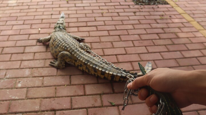 Aren't my baby crocodiles cute?