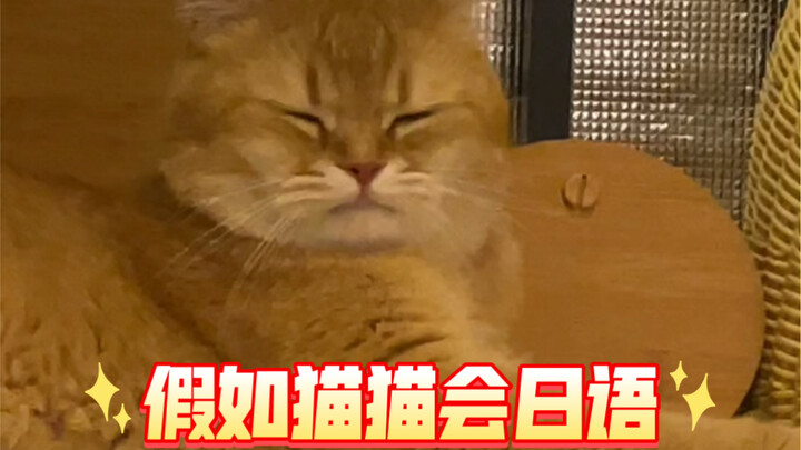 【Neko Neko, aku nih, hari ini juga tetap jadi kucing ngantuk yang bangun pagi】 Nada dering para peke