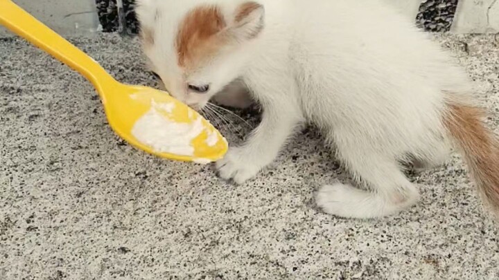 A stray kitten that was abandoned. 一隻被遺棄的流浪小貓。