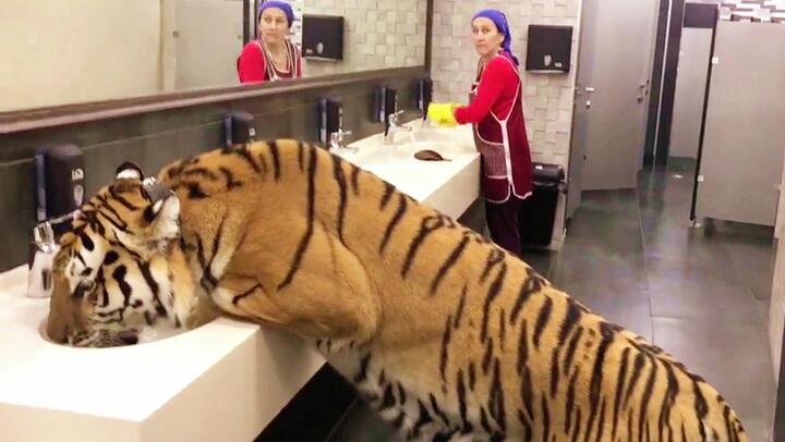Drinking Water in a Restroom, Fierce Tiger Scolded by a Russian Auntie