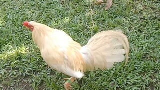 alabama white claret broodstag