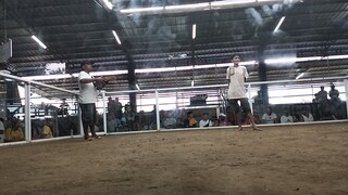 myBroodbullstag -Dan gray Rh(1)