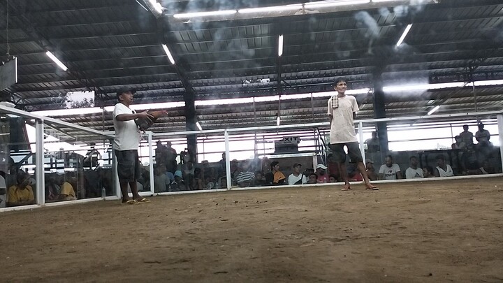 myBroodbullstag -Dan gray Rh(1)