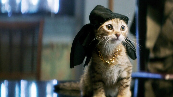 Chinese Li Hua cat becomes the boss of an American gang, even top assassins give it a wide berth.
